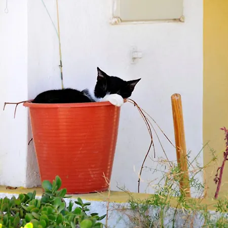 Charming 3 Bedrooms Eulalia Private Pool & Close Guia (Faro)